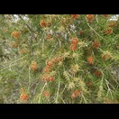 Melaleuca brachyandra